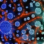 History and General Microbiology: The Foundation