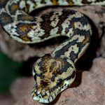 7 Best Python Courses on Udemy • Benzinga • Learn Python – Benzinga