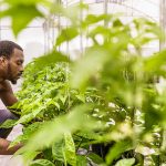 How Do You Grow Food Sustainably in the Caribbean? – Healthline