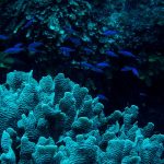 Roatán, the Fragile Beauty Off the Coast of Honduras – The New York Times