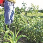 Agrichem exporters may harvest gains better than India-focused players – Business Standard
