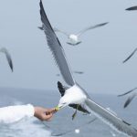 Nasdaq-listed ReNew Energy's search to feed the stock market beast – The Ken