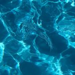 UArizona offers free swim lessons to families affected by Sunshine Swim School closing – KOLD
