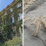The University Of Alberta Is Offering So Many Free Courses & You Can Study Dinosaurs – Narcity Canada