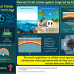Fiddler crab eye view inspires Gwangju Institute of Science and Technology researchers to develop novel artificial vision – EurekAlert