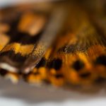 MIT class journeys to fascinating places where mechanical engineering affects biology – MIT News