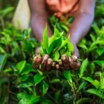 Sri Lankas economic crisis powers 22% spike in Indian orthodox tea exports – Business Standard
