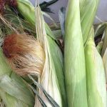 Grow Your Own, Nevada! virtual classes discuss growing healthy food at home – Nevada Today